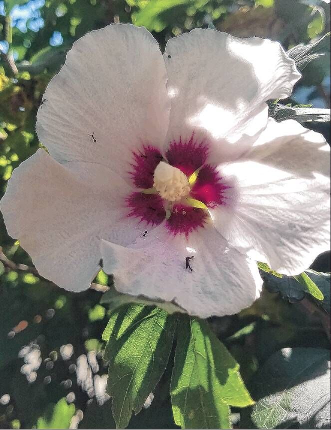 Rose of Sharon